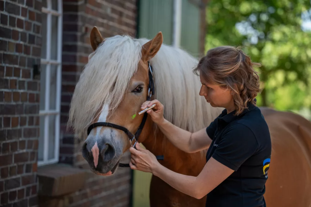 Farblichttherapie Pferd Ostfriesland